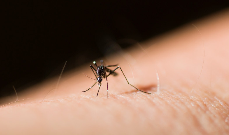 Prevenir las picaduras de mosquitos. Hay un reto de aprendizaje para ti