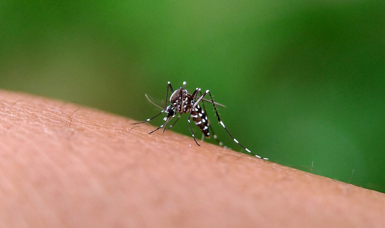 26 de agosto. Día internacional contra el Dengue
